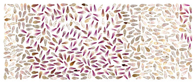 Anne Geene, Magnolia, 2024, inktjet op archival mat, 110 x 280 cm