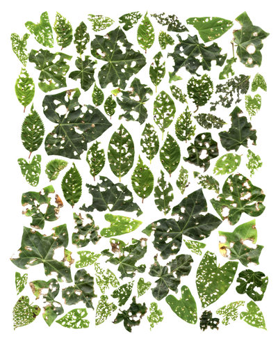 Anne Geene, Teratology Mesdag, 2024, inktjet op archival mat, 53 x 43 cm